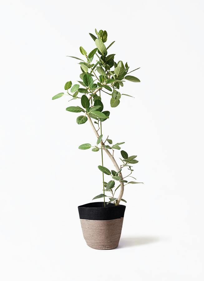 観葉植物 フィカス ベンガレンシス 10号 曲り リブバスケットNatural 