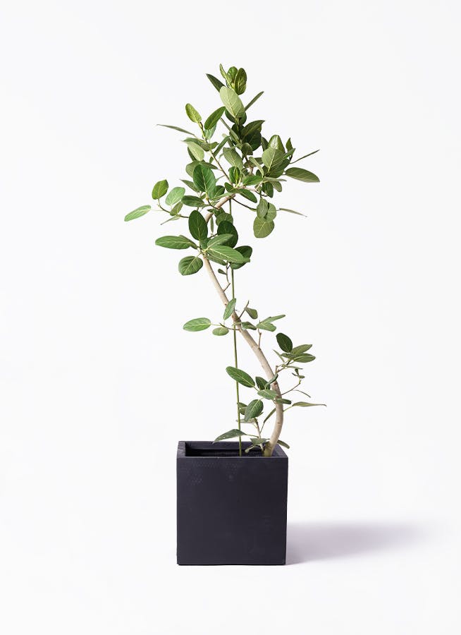 フィカス ベンガレンシス 10号 | 観葉植物通販 Hitohana（ひとはな）