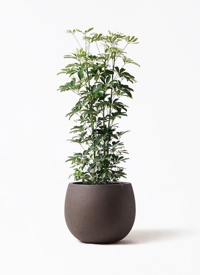 カポック（シェフレラ） 8号 | 観葉植物 | インテリアやギフトに