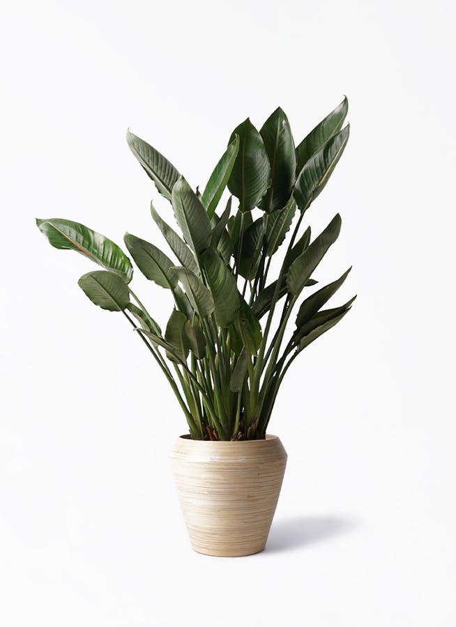 ストレチア レギネ 10号 | 観葉植物 | インテリアやギフトに