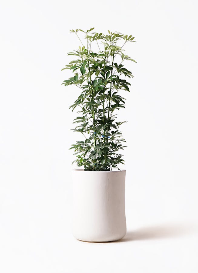 観葉植物 フィカス ベンガレンシス 8号 曲り 極太 バスク ミドル