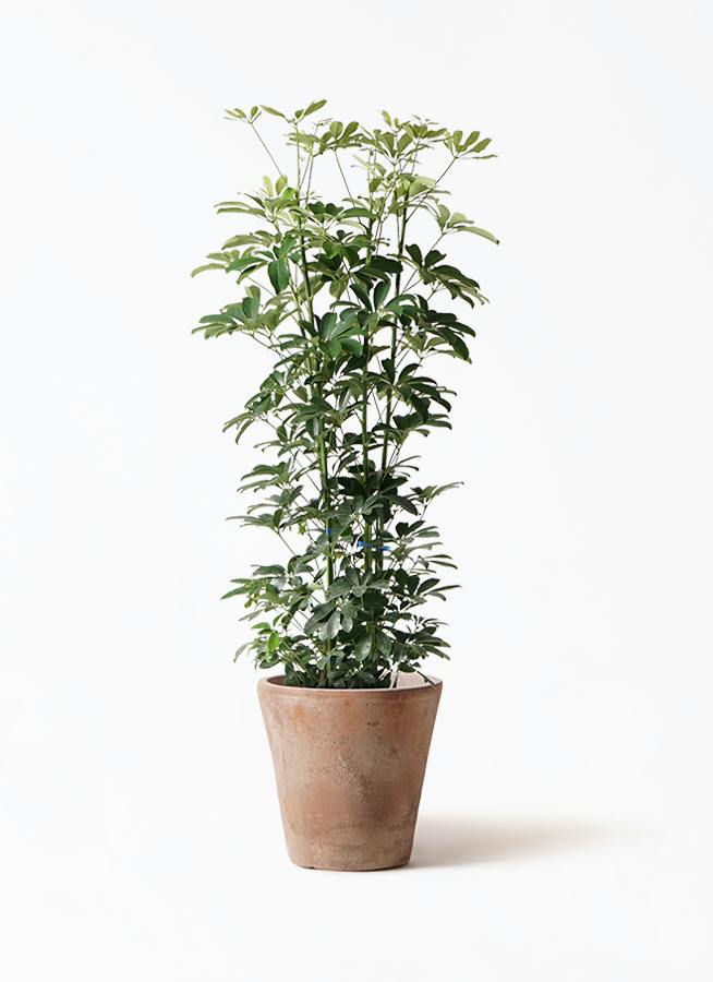 【直接取引】シェフレラ　8号　H105cm シェフレラ（カポック） 8号 | 観葉植物の通販ならHitoHana（ひとはな）
