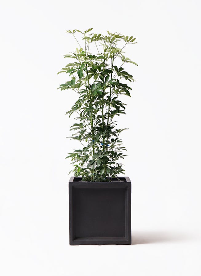 観葉植物シェフレラ　カポック 観葉植物 カポック（シェフレラ） 4号 斑入り ラダ 15 B ベージュ 付き
