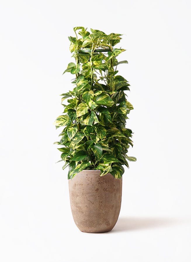 健康なポトス 植物 大鉢 黒 ポトス 大型 | 観葉植物通販HitoHana(ひとはな)