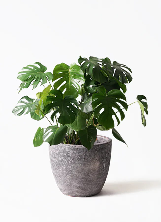 モンステラ 大型 | 観葉植物通販HitoHana(ひとはな)