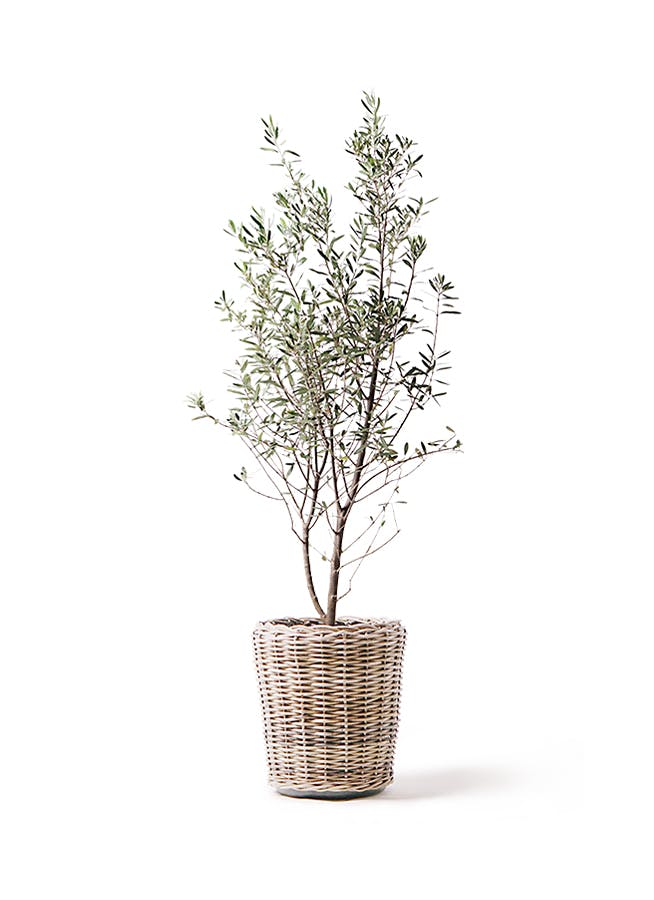 オリーブの木マウリィーノ10号約140cmK-85希少品種一点物