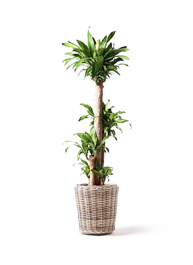 観葉植物 ドラセナ 幸福の木 10号 ノーマル モンデリック ラタン 付き