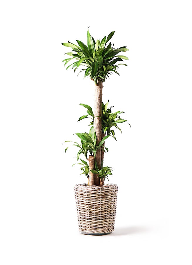 観葉植物 幸福の木 ドラセナ 2メートル超え 3本セット 20年もの - 東京 