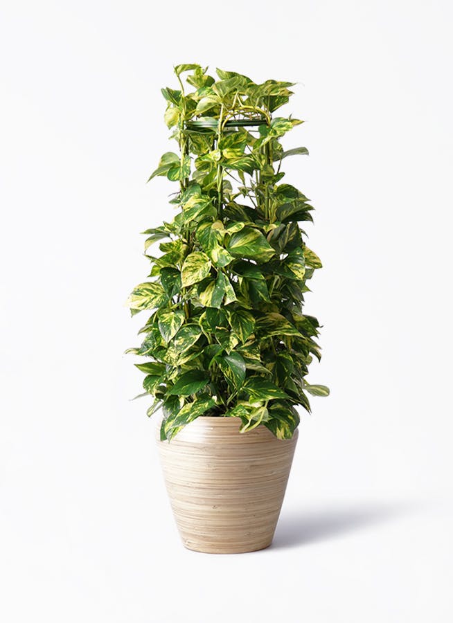 ポトス 2鉢セット 白い鉢 ポトス 2鉢セット 白い鉢