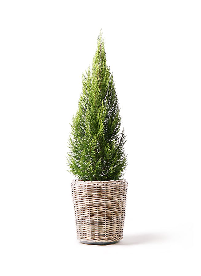 ゴールドクレスト | 観葉植物通販HitoHana(ひとはな)