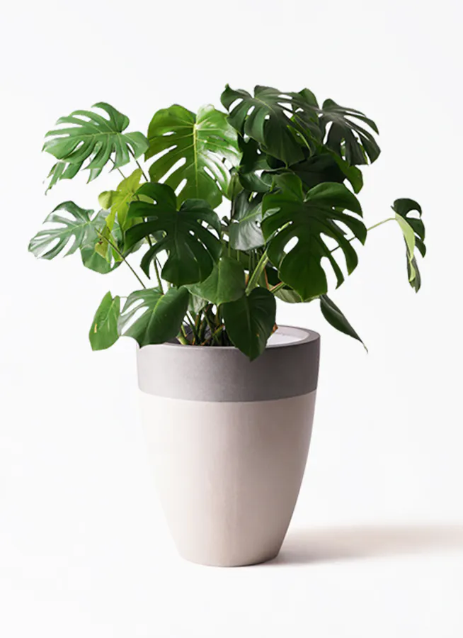 最終値下げ！ 超巨大 観葉植物 モンステラ 150センチ超