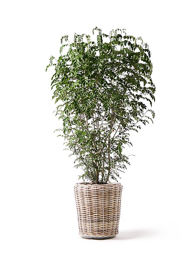 観葉植物 ストレリチア (ストレチア) レギネ 10号 モンデリック