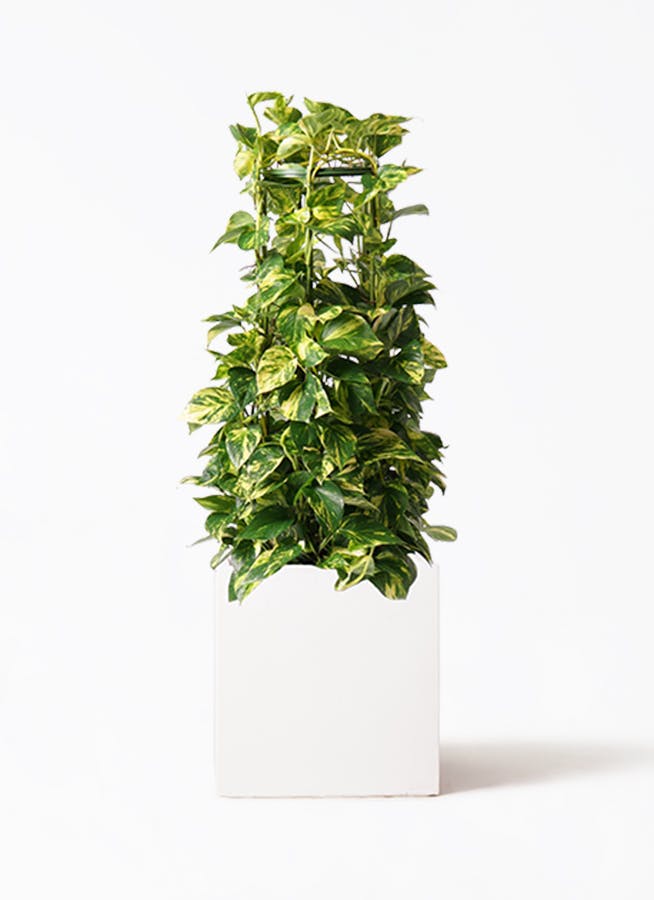 ポトス | 観葉植物の通販ならHitoHana（ひとはな）