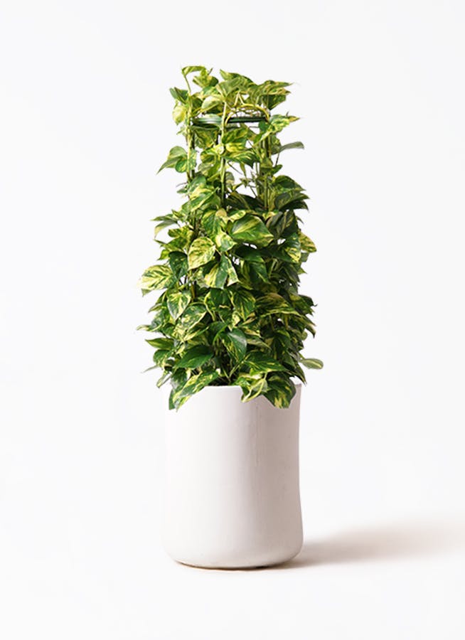 ポトス 大型 | 観葉植物通販HitoHana(ひとはな)