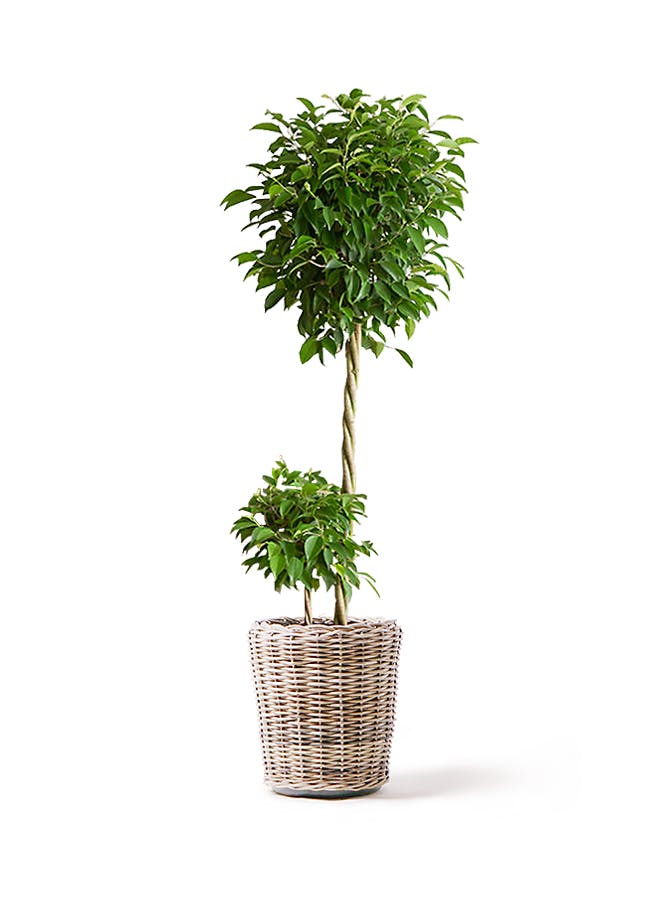 観葉植物 ケンチャヤシ 10号 モンデリック ラタン 付き | 観葉