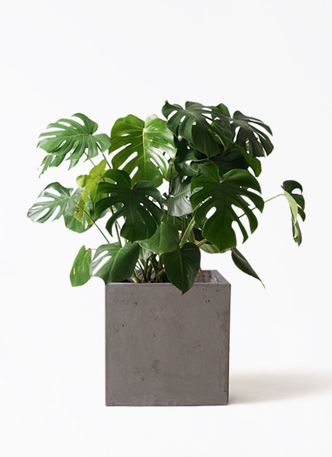 観葉植物 大きなモンステラ 100cm 8号鉢と受け皿付き