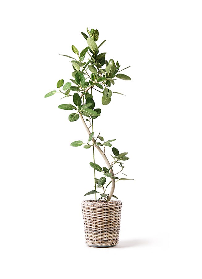 観葉植物 フィカス ベンガレンシス 10号 曲り モンデリック ラタン