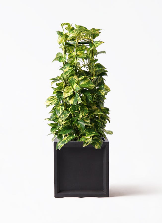 健康なポトス 植物 大鉢 黒 観葉植物 ポトス 8号 フォレストトール ブラック 付き | 観葉
