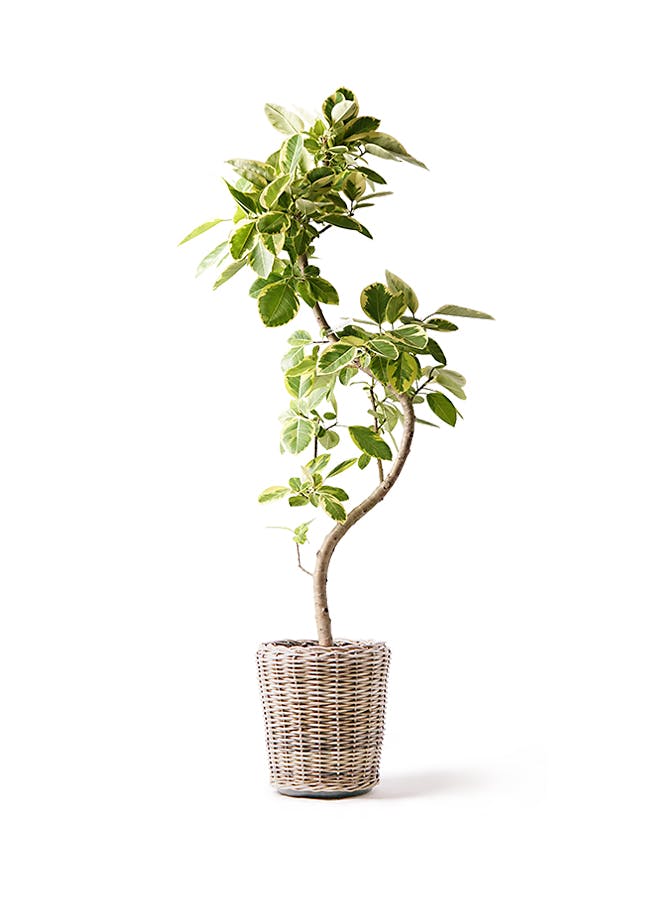 フィカス アルテシーマ | 観葉植物通販 HitoHana