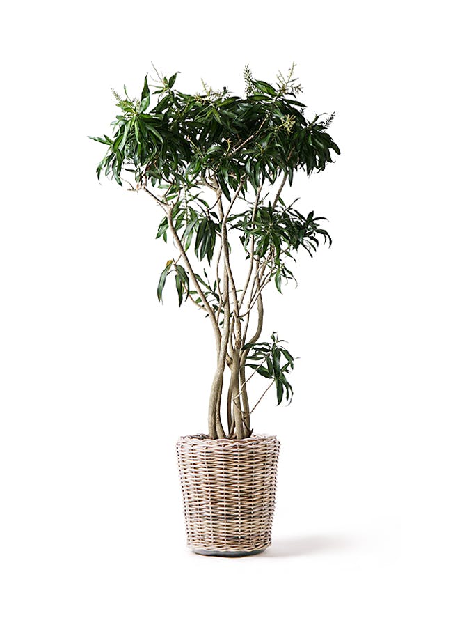 お得人気タイムセール！！ソングオブジャマイカ　レキオス　ドラセナ　観葉植物　鉢物 その他観葉植物