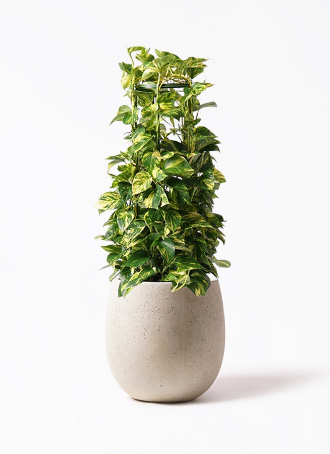 健康なポトス 植物 大鉢 黒 観葉植物 ポトス 8号 フォレストトール ブラック 付き | 観葉
