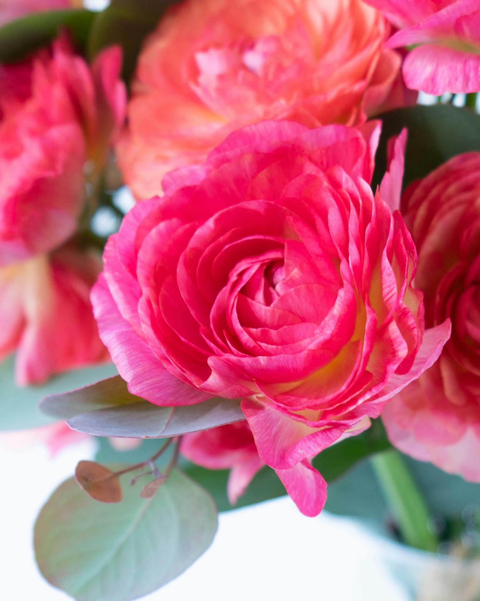 産地直送 ラナンキュラス 花束 ピンク M／福岡 コスモファーム野口から