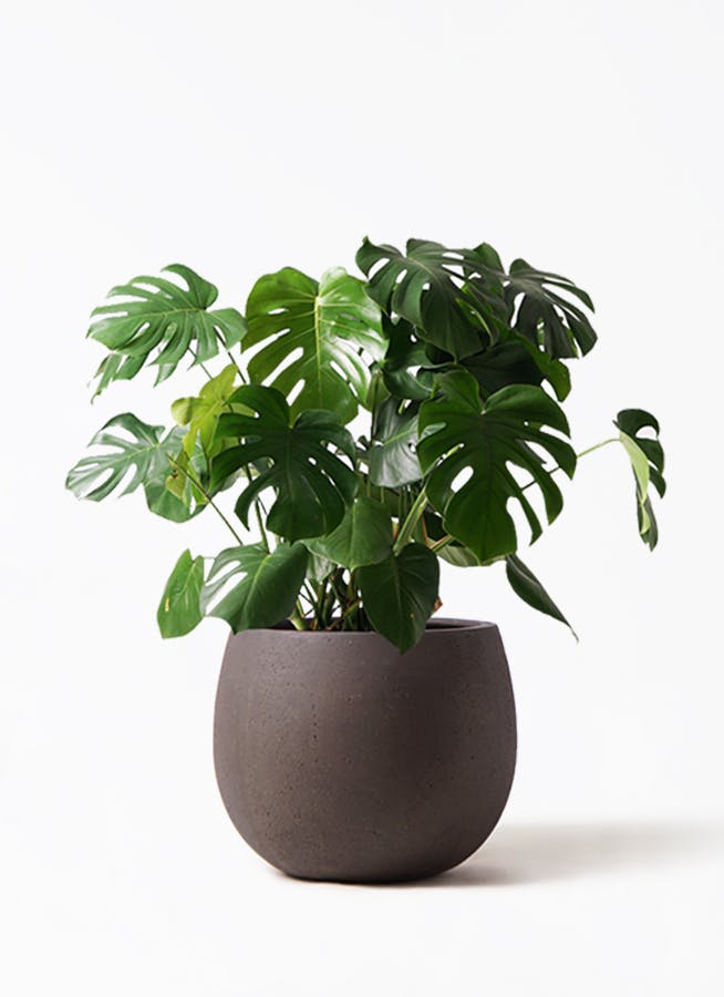 モンステラ 8号 | 観葉植物 | インテリアやギフトに - Hitohana（ひと