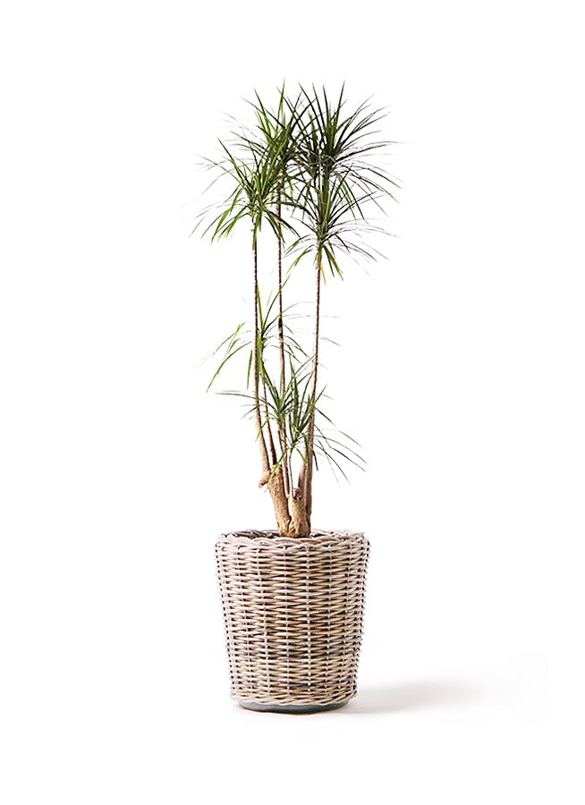 ドラセナ コンシンネ 10号 | 観葉植物 | インテリアやギフトに