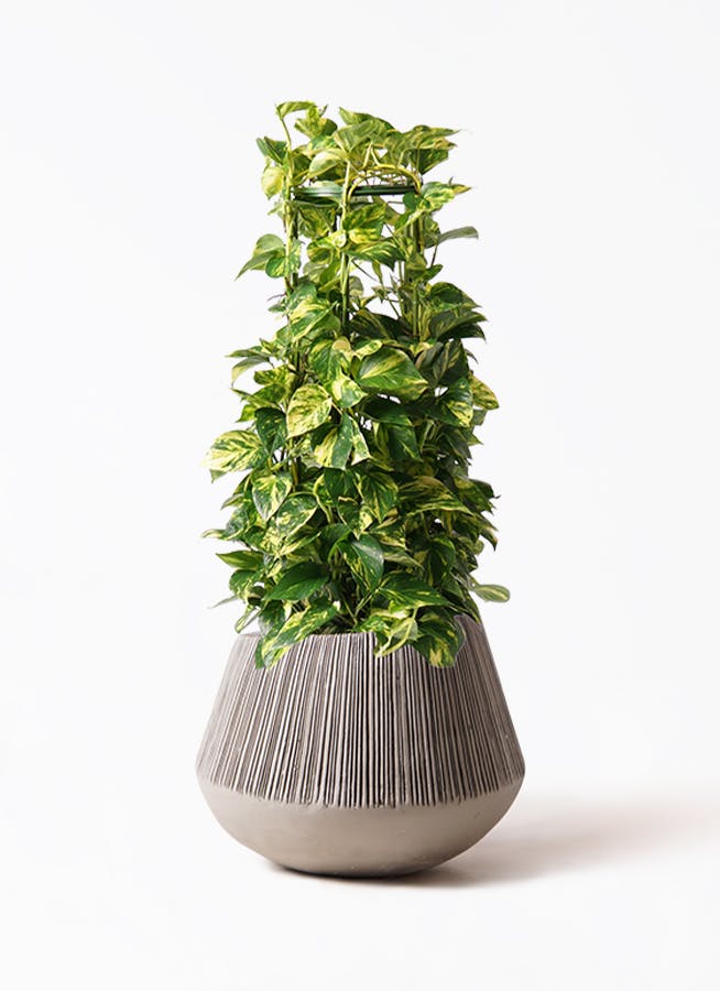観葉植物 ポトス 8号 エディラウンド グレイ 付き | 観葉植物