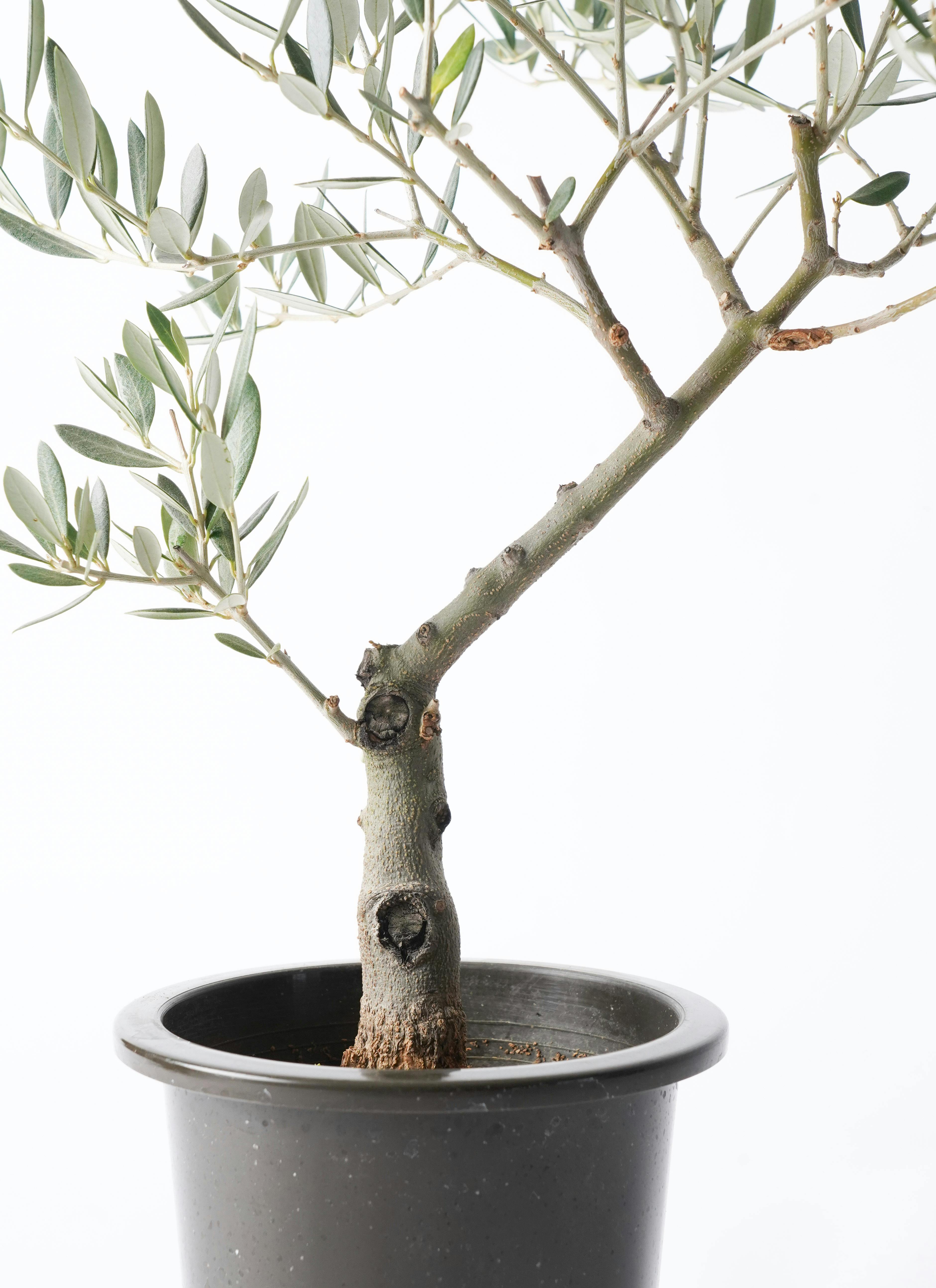 観葉植物 オリーブの木 5号 創樹 プラスチック鉢 | 観葉植物なら