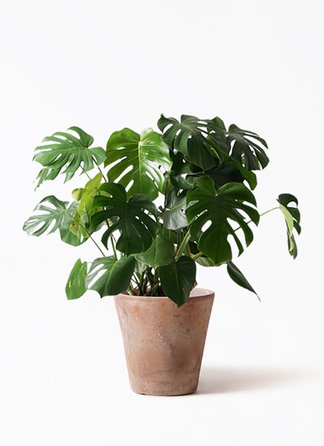 モンステラ 大型 | 観葉植物通販HitoHana(ひとはな)