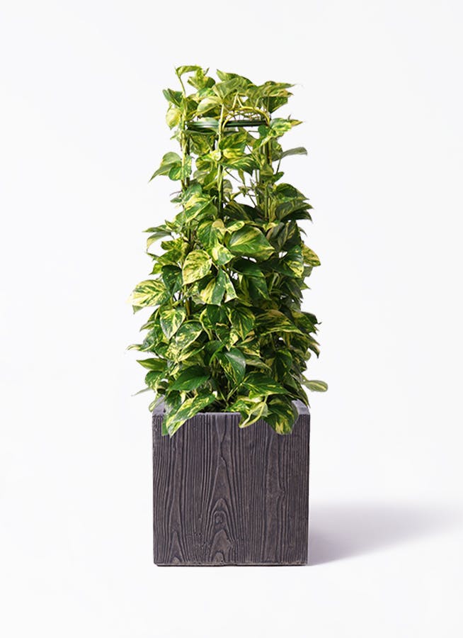 ポトス ノーマル | 観葉植物 | インテリアやギフトに - Hitohana（ひと