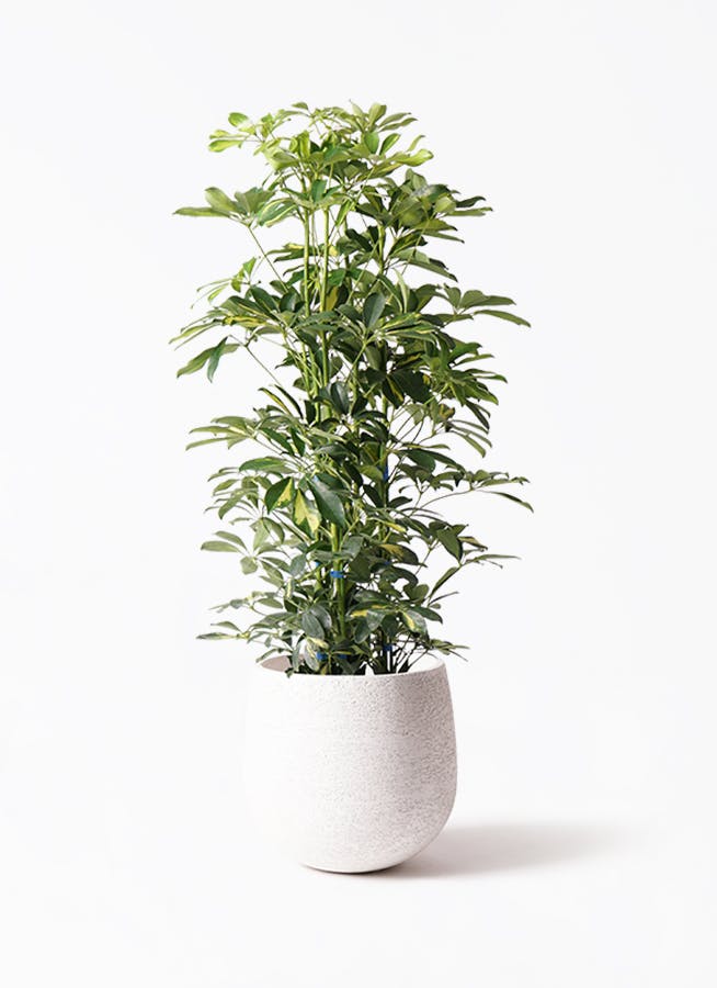 観葉植物 カポック（シェフレラ） 8号 斑入り エコストーンwhite 付き | 観葉植物ならHitoHana(ひとはな)