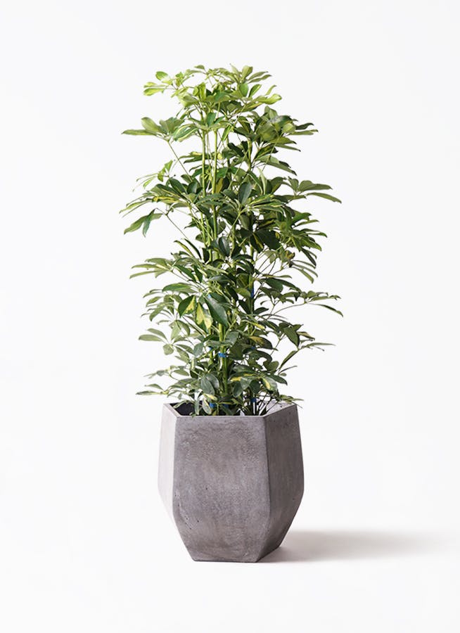 観葉植物 カポック（シェフレラ） 8号 斑入り ファイバークレイ Gray 付き | 観葉植物ならHitoHana(ひとはな)