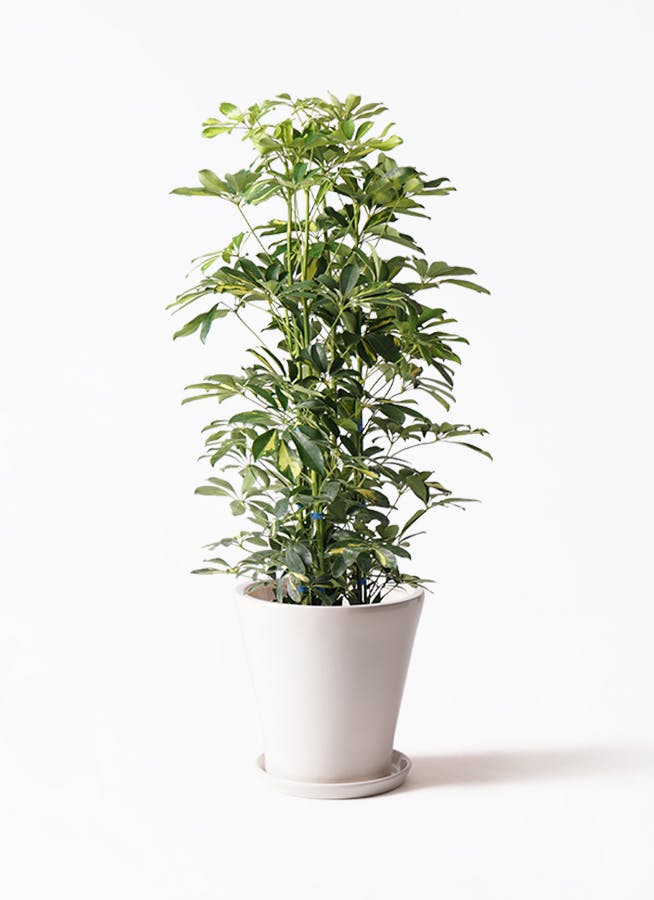 ドラセナ　リッキー【現品】☆希少☆観葉植物 希少⭐️鮮やか‼️ドラセナリッキー⭐️7本立ち | 観葉植物のお