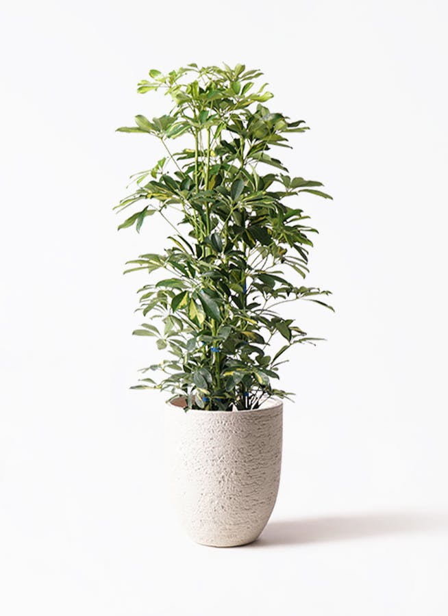 引取限定★シェフレラ　9号　180cm　観葉植物　大型 シェフレラ 大型 | 観葉植物通販HitoHana(ひとはな)