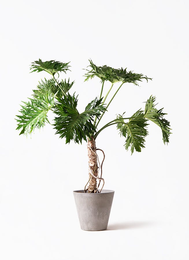 観葉植物 セローム①