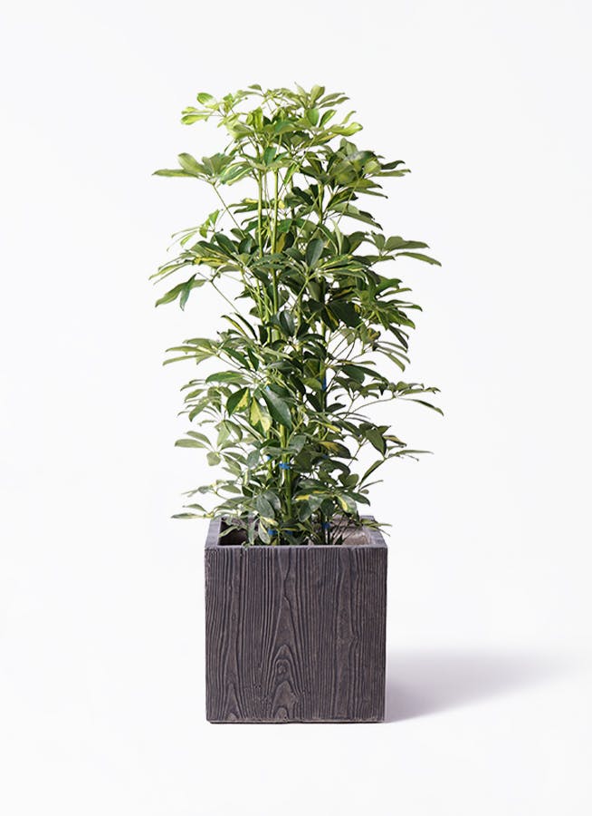 観葉植物 シェフレラ（カポック） 8号 斑入り ベータ キューブ