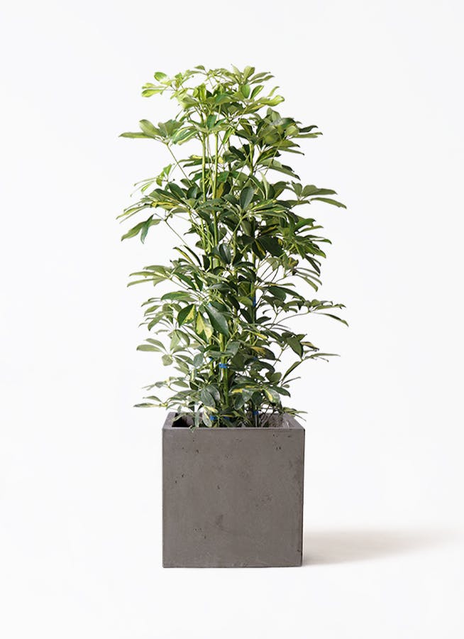 シェフレラ 大型 | 観葉植物通販HitoHana(ひとはな)