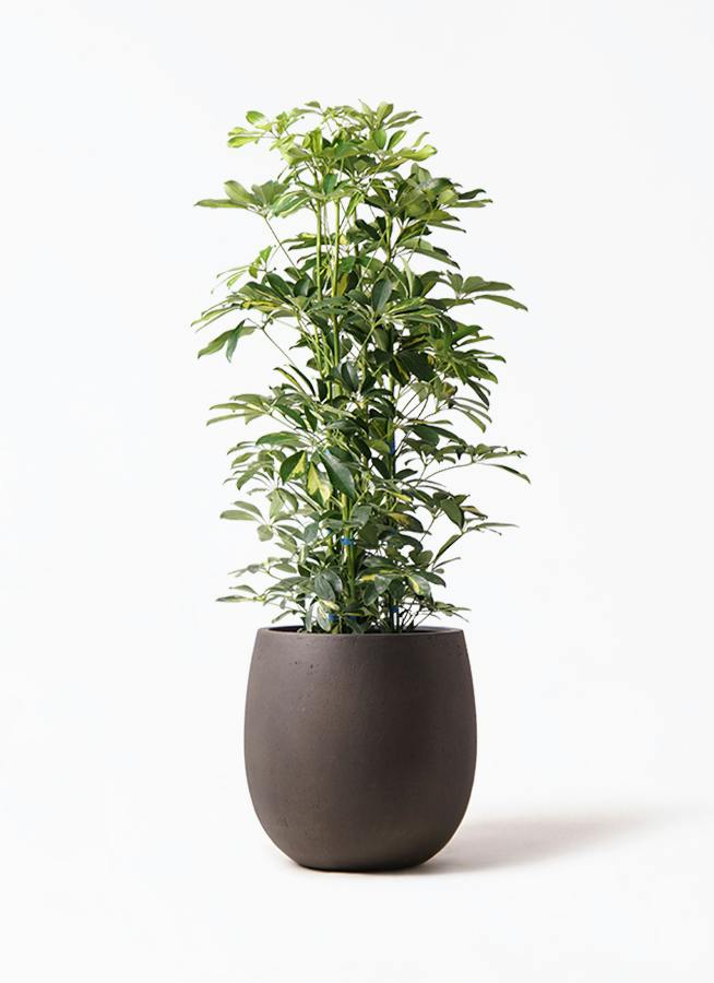観葉植物 シェフレラの通販 | HitoHana（ひとはな）