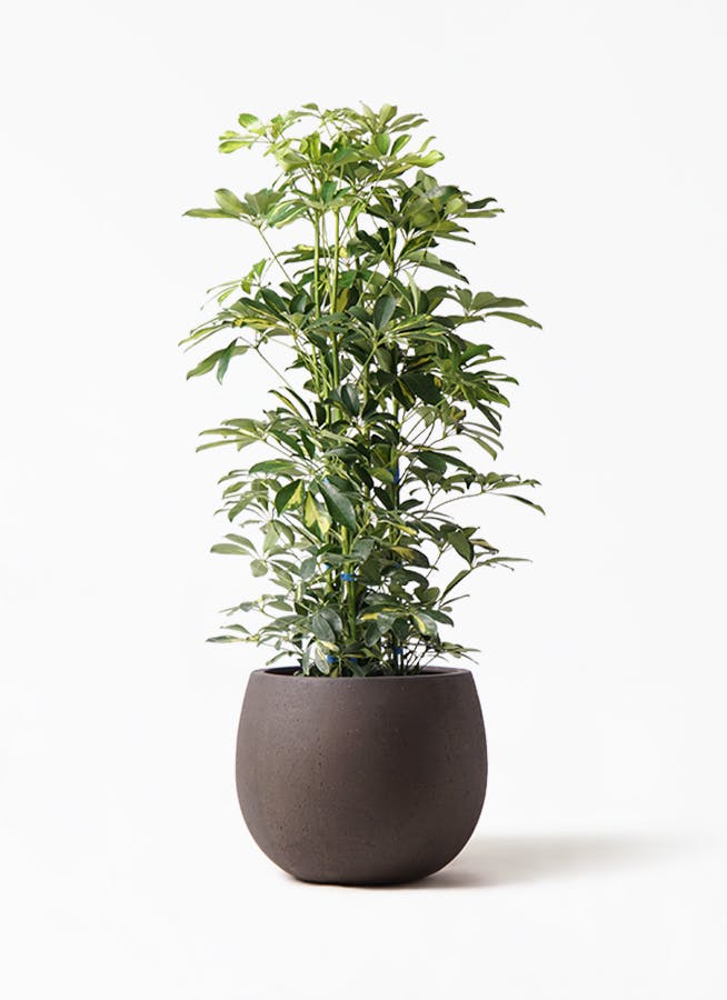 観葉植物 カポック（シェフレラ） 8号 斑入り テラニアス ローバルーン アンティークブラウン 付き