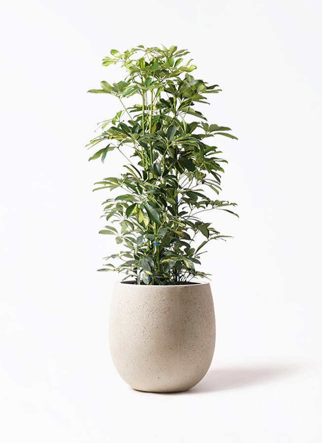 カポック（シェフレラ） 斑入り | 観葉植物 | インテリアやギフトに