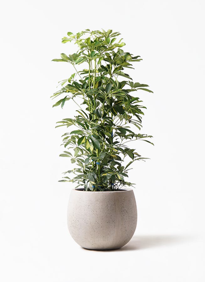 観葉植物 カポック（シェフレラ） 8号 斑入り テラニアス ローバルーン アンティークホワイト 付き