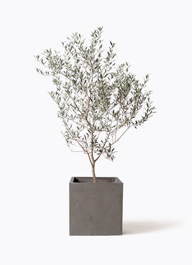 小倉園のオリーブ カヨンヌ | 観葉植物ならHitoHana（ひとはな）