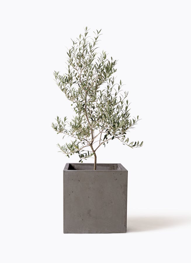 観葉植物 ドラセナ コンシンネ レインボー 8号 ストレート