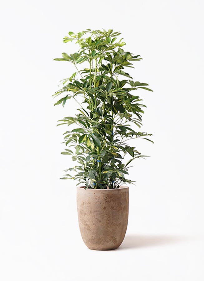 シェフレラ 大型 | 観葉植物通販HitoHana(ひとはな)
