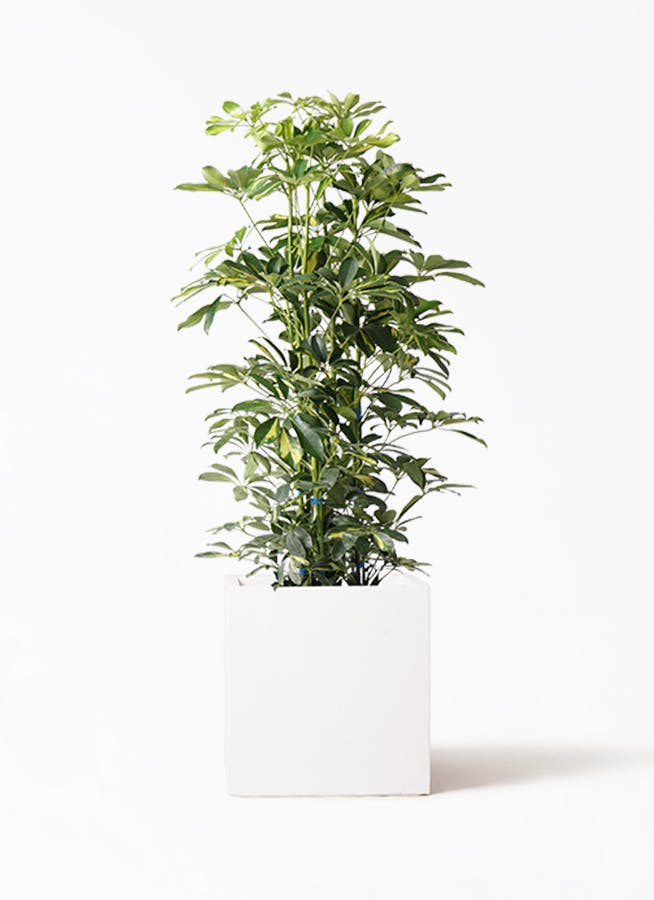 カポック（シェフレラ） 斑入り | 観葉植物 | インテリアや