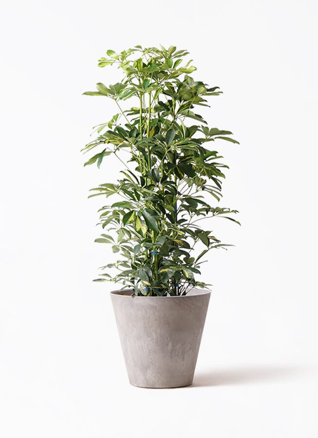 極太！観葉植物 シェフレラ ホンコンカポック 8号鉢 100センチ 希少 美形 観葉植物 カポック（シェフレラ） 8号 斑入り アートストーン ラウンド