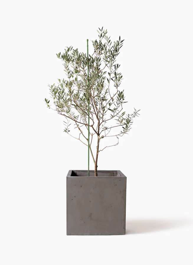 観葉植物 オリーブ 8号 カリフォルニアクイーン コンカー キューブ 灰 付き 観葉植物ならhitohana ひとはな 観葉植物 オリーブ 8号 カリフォルニアクイーン コンカー キューブ 灰 付き 観葉植物ならhitohana ひとはな