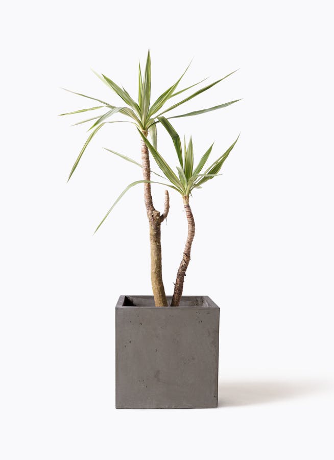 観葉植物 ユッカ 8号 斑入り コンカー キューブ 灰 付き | 観葉
